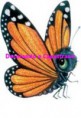 /album/prodotti-animali-2-farfalle-ed-insetti-vari/farfalle-4-specchio-filigrana-jpg/